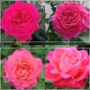 Heirloom Roses 50th Anniversary Fragrant Roses Collection Discount