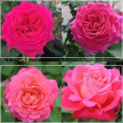 Heirloom Roses 50th Anniversary Fragrant Roses Collection Discount