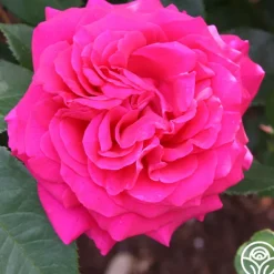 Heirloom Roses 50th Anniversary Fragrant Roses Collection Discount