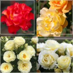 Heirloom Roses 50th Anniversary Summer Collection Online