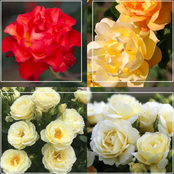 Heirloom Roses 50th Anniversary Summer Collection Online