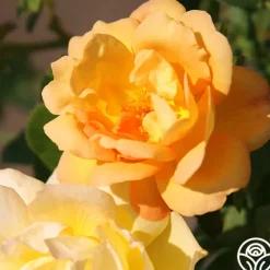 Heirloom Roses 50th Anniversary Summer Collection Online