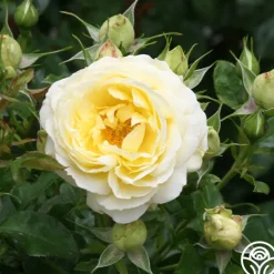 Heirloom Roses 50th Anniversary Summer Collection Online