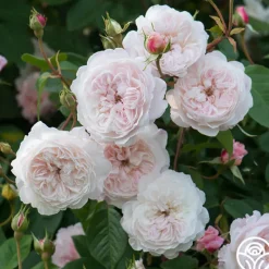 Heirloom Roses The Albrighton Rambler® Online