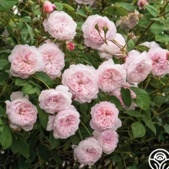 Heirloom Roses The Albrighton Rambler® Online