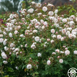 Heirloom Roses The Albrighton Rambler® Online