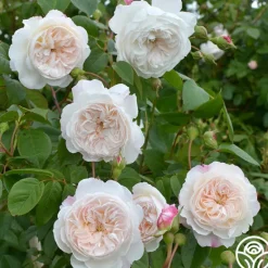 Heirloom Roses The Albrighton Rambler® Online