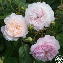 Heirloom Roses The Albrighton Rambler® Online