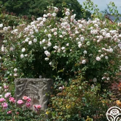 Heirloom Roses The Albrighton Rambler® Online