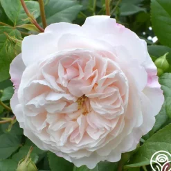 Heirloom Roses The Albrighton Rambler® Online