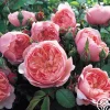 Heirloom Roses The Alnwick Rose® Discount