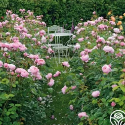Heirloom Roses The Alnwick Rose® Discount