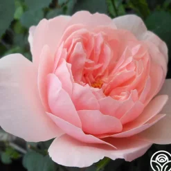 Heirloom Roses The Alnwick Rose® Discount