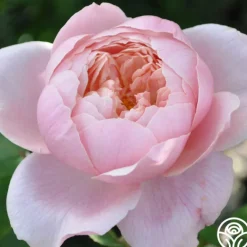 Heirloom Roses The Alnwick Rose® Discount