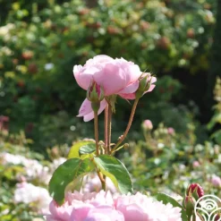 Heirloom Roses The Alnwick Rose® Discount