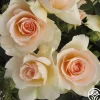 Heirloom Roses The English Lady™ New
