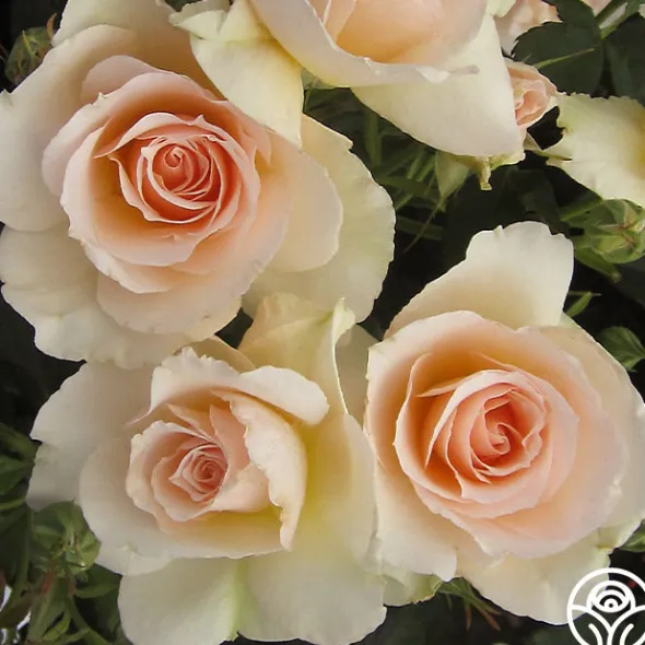Heirloom Roses The English Lady™ New
