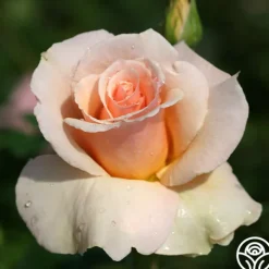Heirloom Roses The English Lady™ New