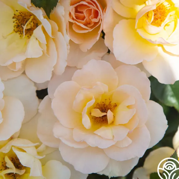 Heirloom Roses The English Lady™ New