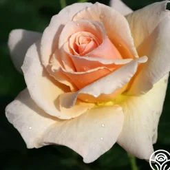 Heirloom Roses The English Lady™ New
