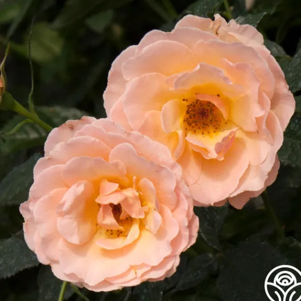 Heirloom Roses The English Lady™ New
