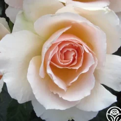 Heirloom Roses The English Lady™ New