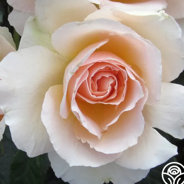 Heirloom Roses The English Lady™ New