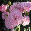 Heirloom Roses The Fairy Hot