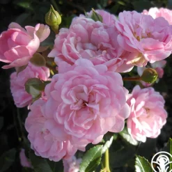 Heirloom Roses The Fairy Hot
