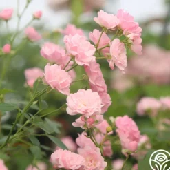 Heirloom Roses The Fairy Hot