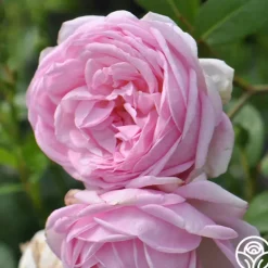 Heirloom Roses The Fairy Hot