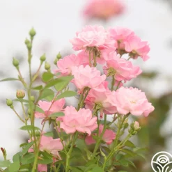 Heirloom Roses The Fairy Hot