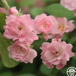 Heirloom Roses The Fairy Hot