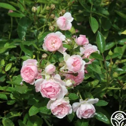 Heirloom Roses The Fairy Hot