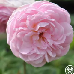 Heirloom Roses The Fairy Hot