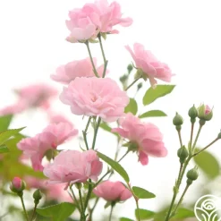 Heirloom Roses The Fairy Hot