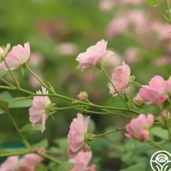 Heirloom Roses The Fairy Hot