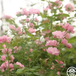 Heirloom Roses The Fairy Hot