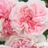 Heirloom Roses The Fawn™ Clearance