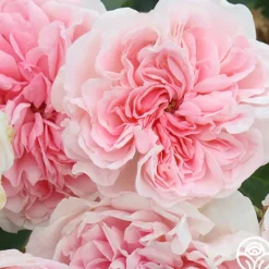 Heirloom Roses The Fawn™ Clearance