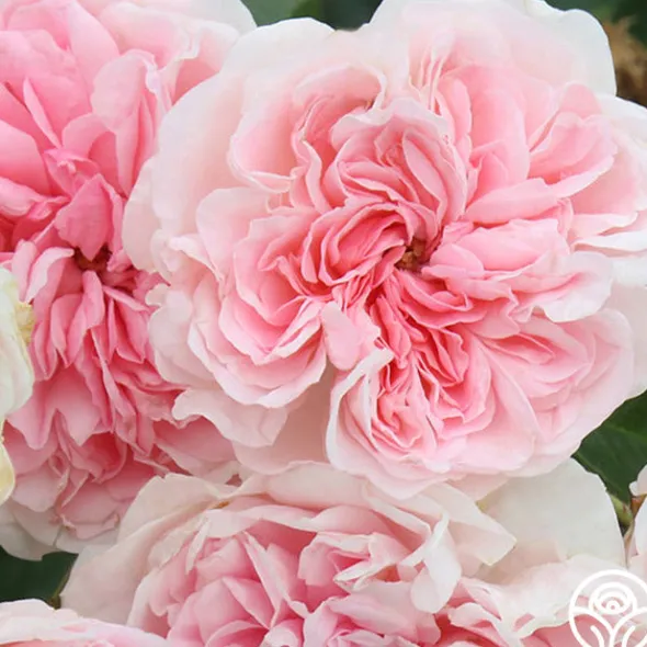 Heirloom Roses The Fawn™ Clearance