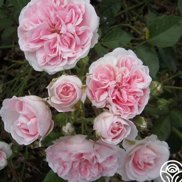 Heirloom Roses The Fawn™ Clearance