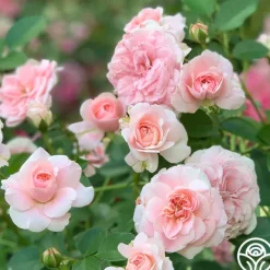 Heirloom Roses The Fawn™ Clearance