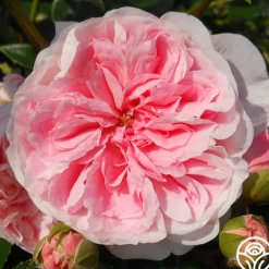 Heirloom Roses The Fawn™ Clearance