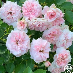 Heirloom Roses The Fawn™ Clearance
