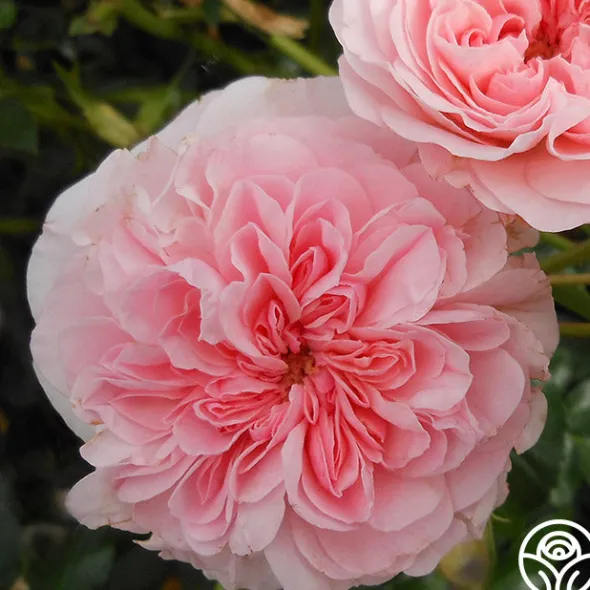Heirloom Roses The Fawn™ Clearance
