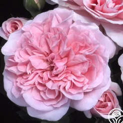 Heirloom Roses The Fawn™ Clearance