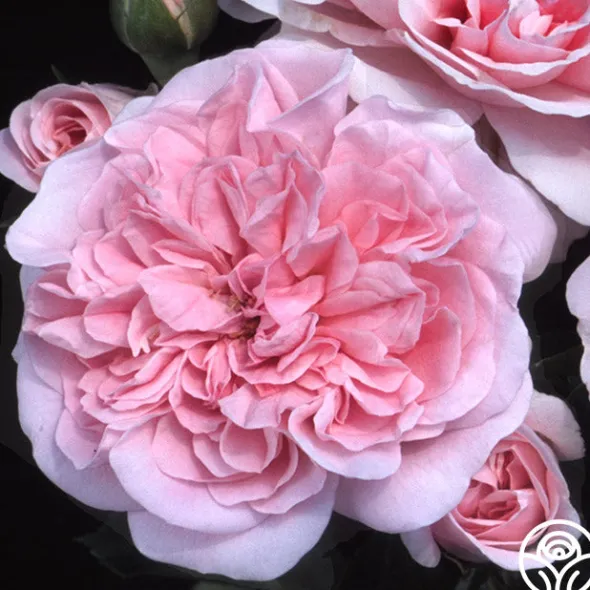 Heirloom Roses The Fawn™ Clearance