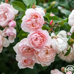 Heirloom Roses The Generous Gardener™ Best