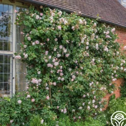 Heirloom Roses The Generous Gardener™ Best